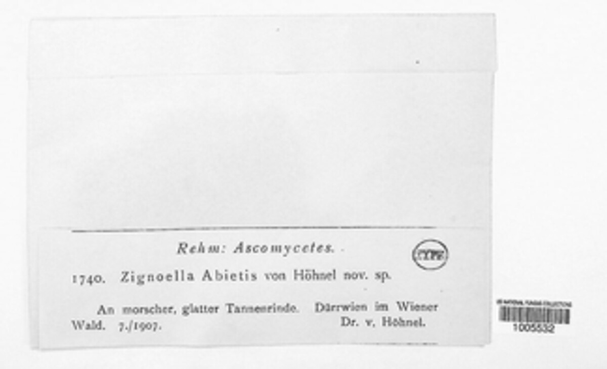 Chaetosphaeria abietis image